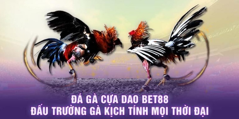 Bet88 thuộc nền tảng đá gà online ăn khách nhất Việt Nam