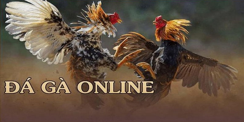 Xem đá gà Bet online cực kỳ thú vị với bình luận viên hóm hỉnh của chúng tôi